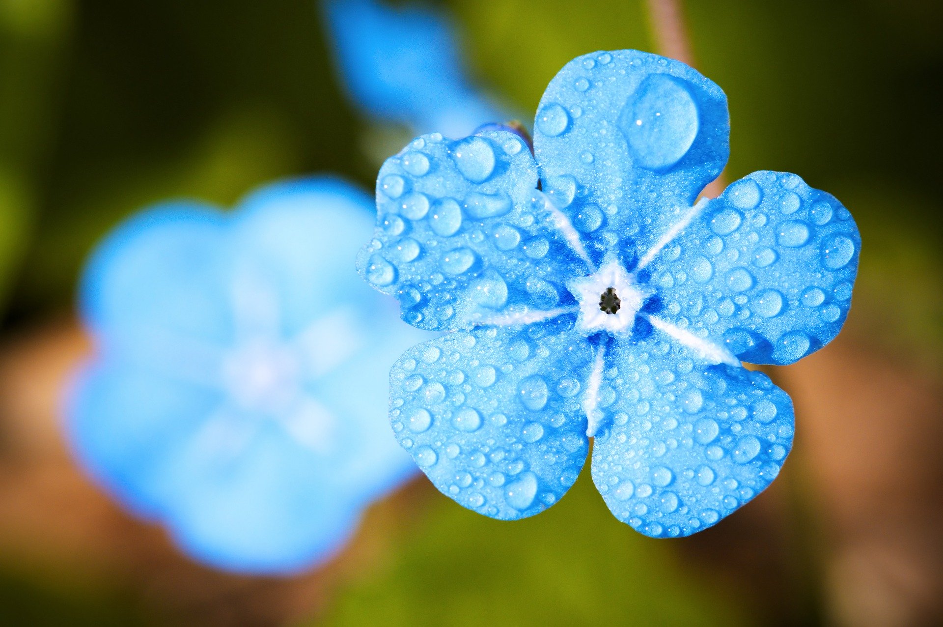 雨の花